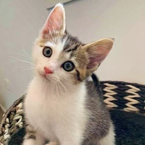 Kitten 