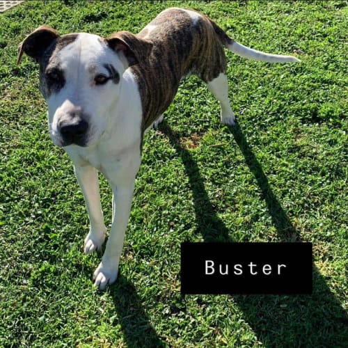 Buster and Buddy