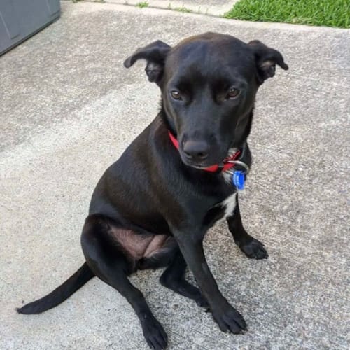 Frankie ~ 1yo, female, Kelpie X(on Trial 31/12/20)