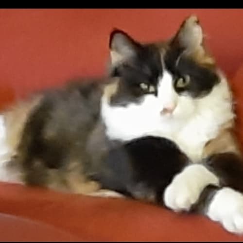 Queen Fuzzy