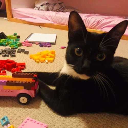 Bunny - Domestic Short Hair Cat