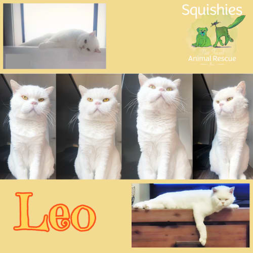 🐱‍🏍Leo🐱‍🏍