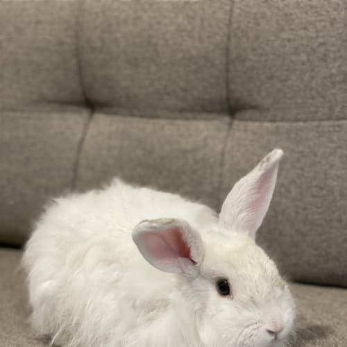 Snowball