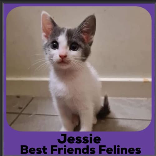 Jessie 