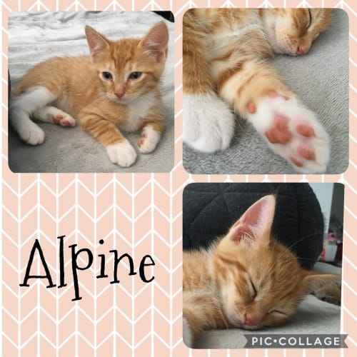 Alpine