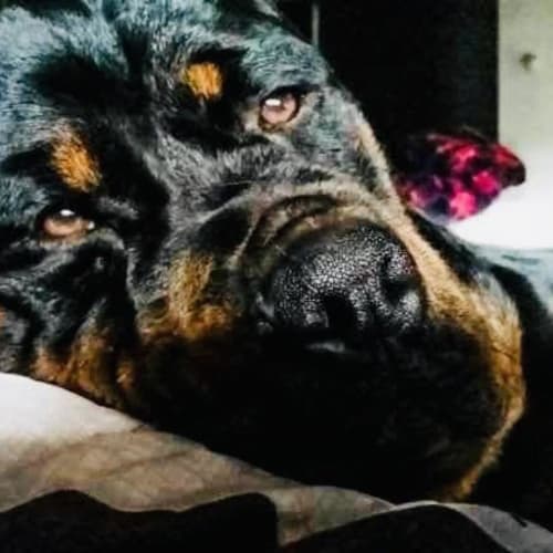 Odin