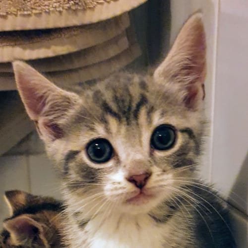 Mouse