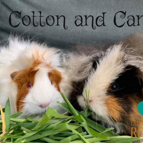 Cotton and Candy 