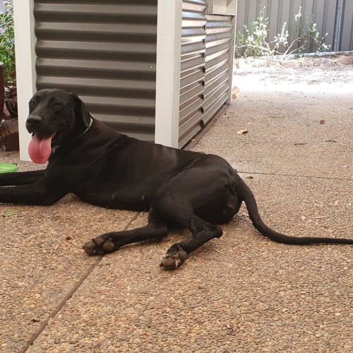 Luna ~ 2yr Old Great Dane X (On Trial 10/1/21)