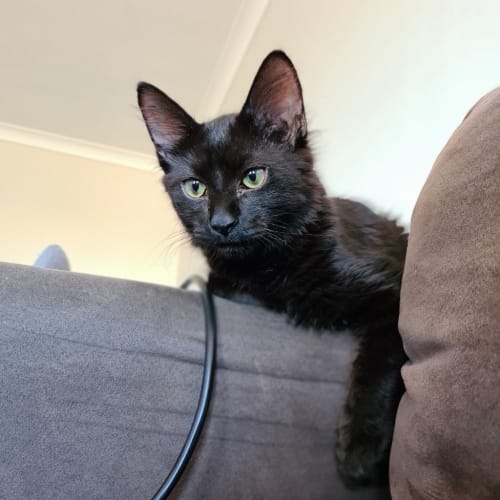 Bagheera
