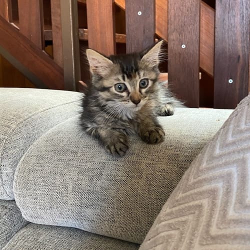 Poppy
