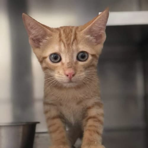 Cashew