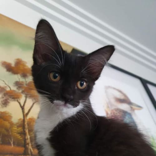 Lyra 