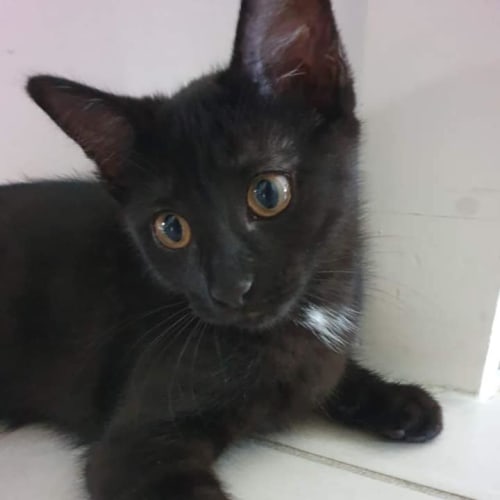 Pia 