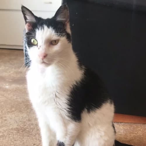 Charlie Elder Kitty
