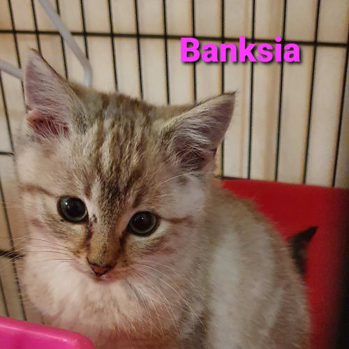 Banksia