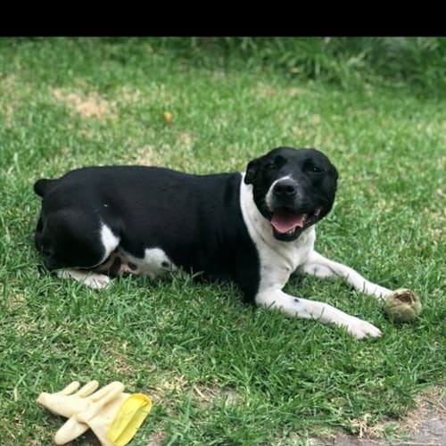 Koda