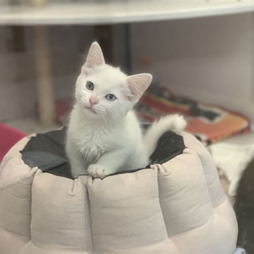 Cotton