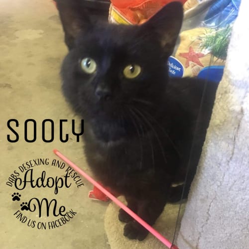 Sooty