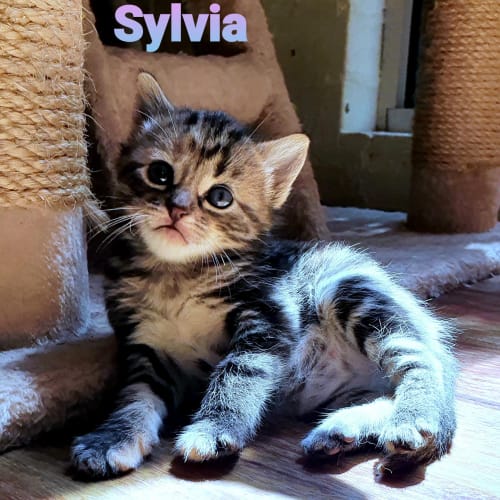 Sylvia 