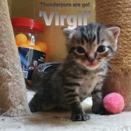 Virgil