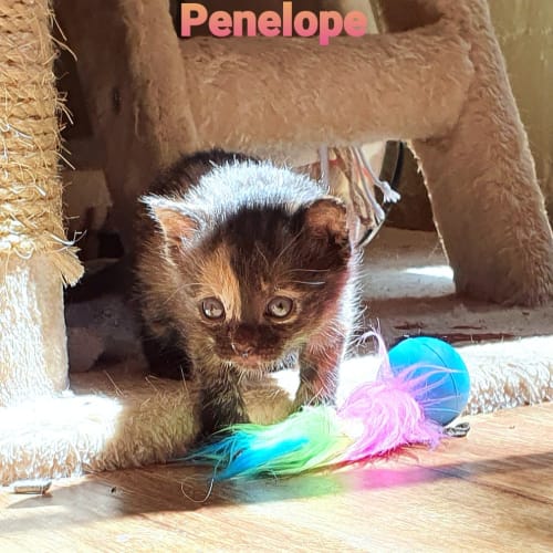 Penelope 