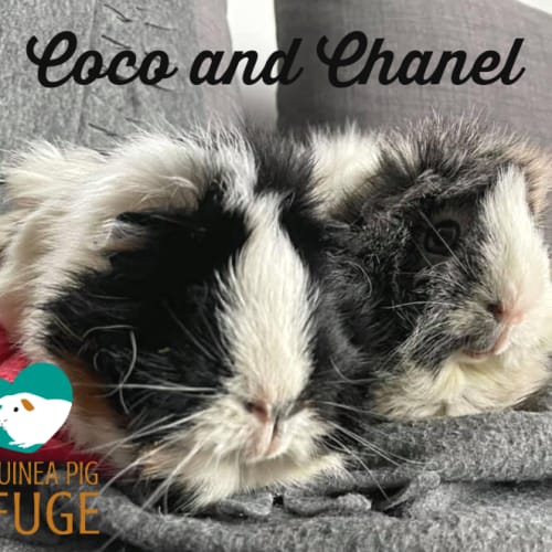Coco and Chanel