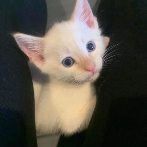 Xavier 