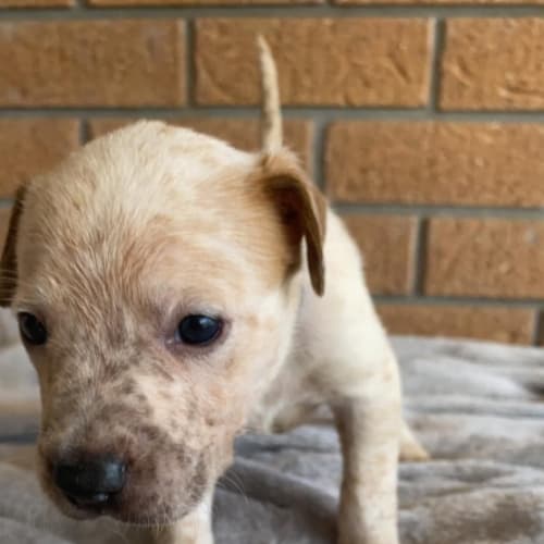 Uber - American Staffordshire Bull Terrier x Cattle Dog