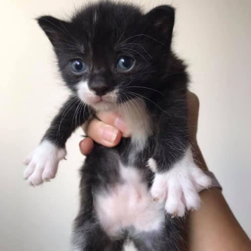 Peanut