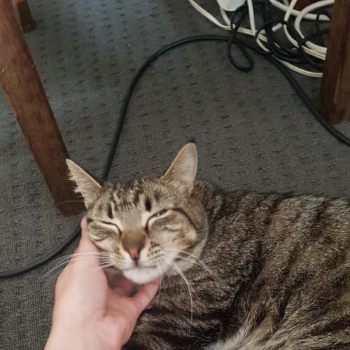 Caillou - Located in Carlton