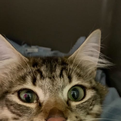 Jasper