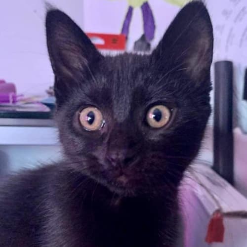 Delilah ~ 9 week old kitten (On Trial 12/12/20)
