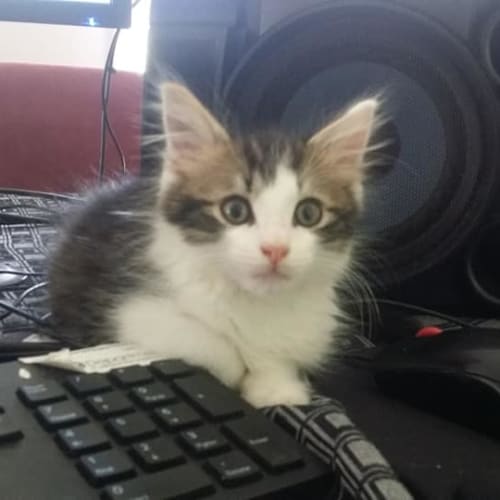 Sprout