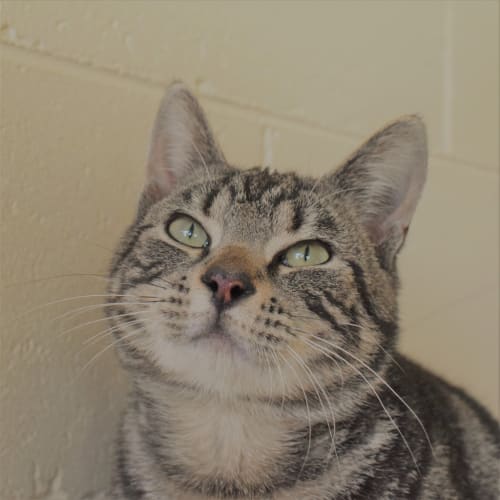 Felix (adoption Pending)