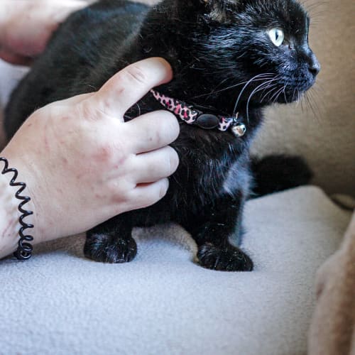Salem ~ 3 year old cat (on trial 16/3/21)