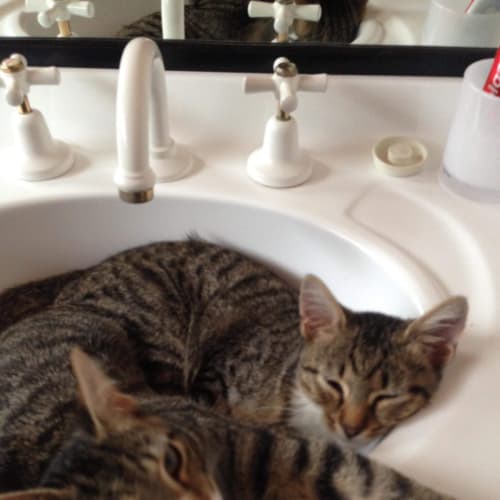 Harvey & Dexter 