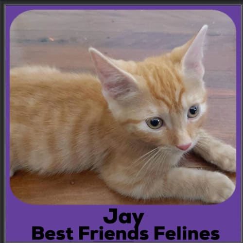 Jay