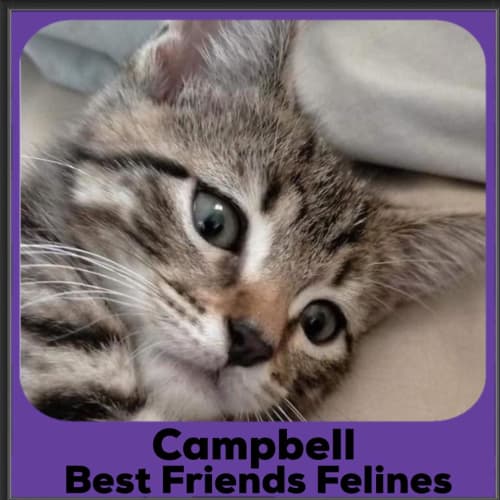 Campbell 