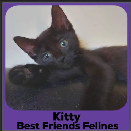 Kitty 