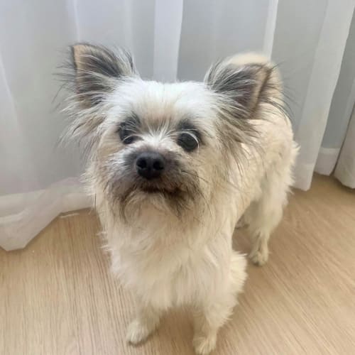 Reiki ~ 2 yr Maltese x ~ On Trial  7/1/21