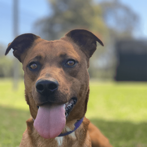 Kirra