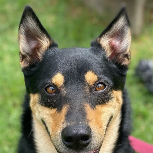 Echo