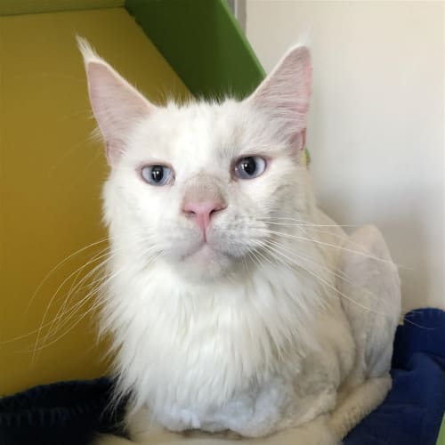 Lord Cobalt
