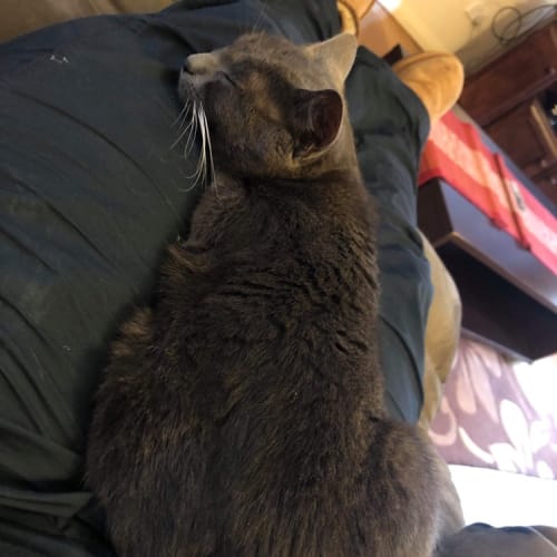 Lulu