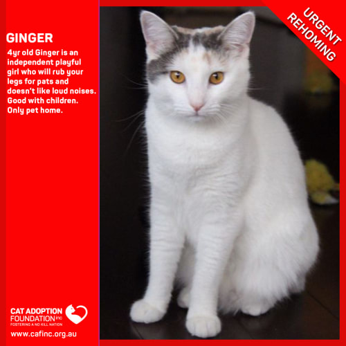 Ginger