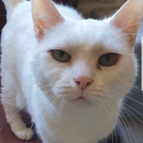 Illah (Bonded With Mercy)