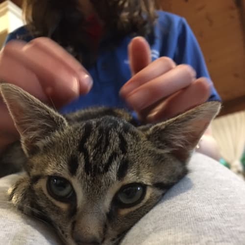 Tadhg