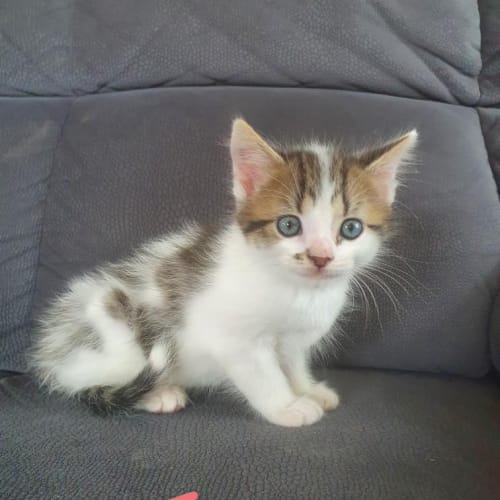 Junior 