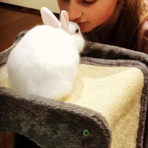 Snowball